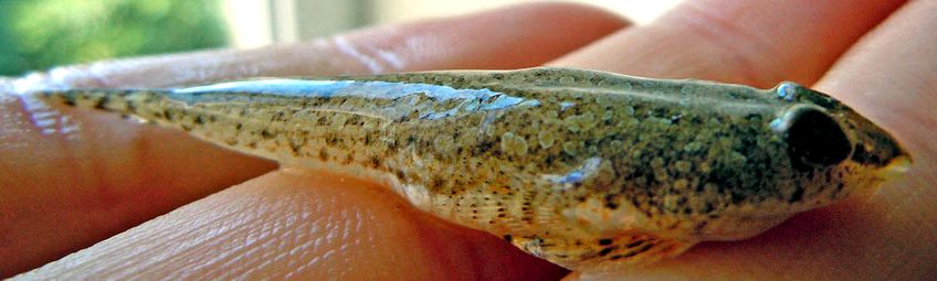 Callionymus risso_030201